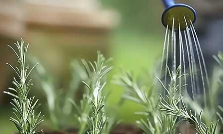 迷迭香盆栽怎么养护