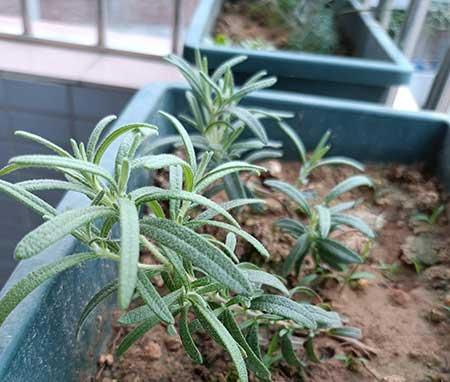 迷迭香盆栽怎么养护