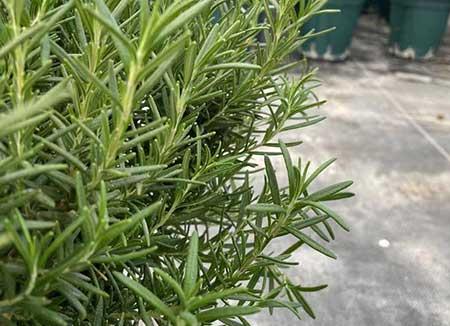 迷迭香盆栽怎么养护