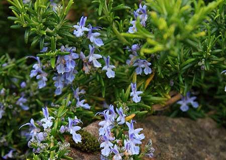 迷迭香盆栽怎么养护