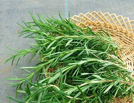 迷迭香盆栽怎么养护