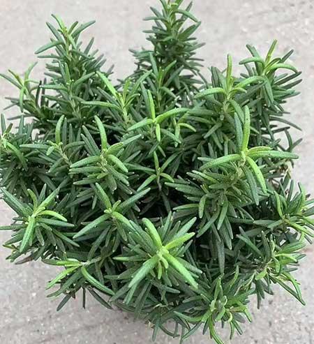 迷迭香盆栽怎么养护