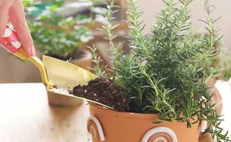 迷迭香盆栽怎么养护