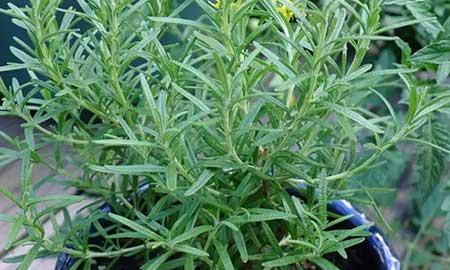 迷迭香盆栽怎么养护