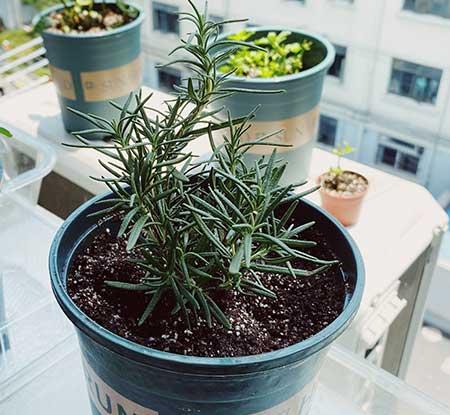 迷迭香盆栽怎么养护