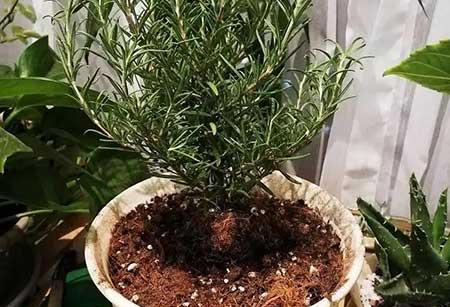 迷迭香盆栽怎么养护