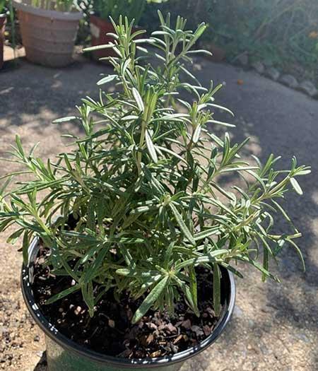 迷迭香盆栽怎么养护