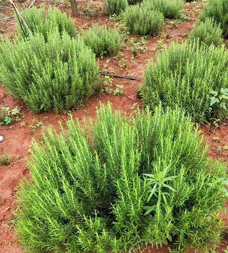 迷迭香盆栽怎么养护