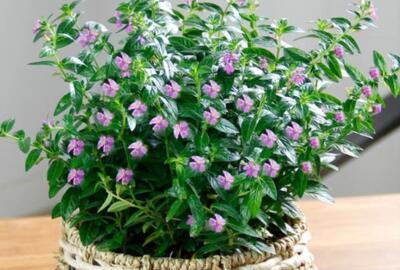 满天星植物怎么养