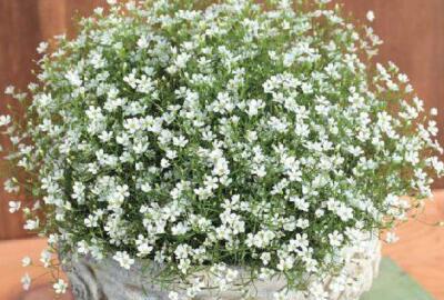 满天星植物怎么养