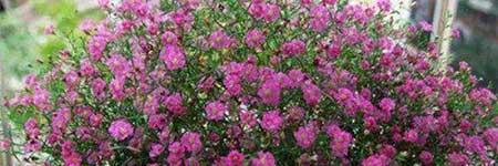 满天星花盆栽怎么养