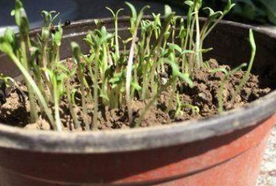 满天星花盆栽怎么养