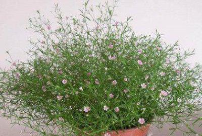 满天星花盆栽怎么养