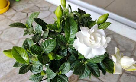 买到的花怎么养