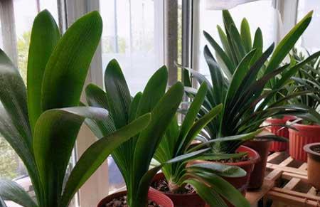 买到的花怎么养