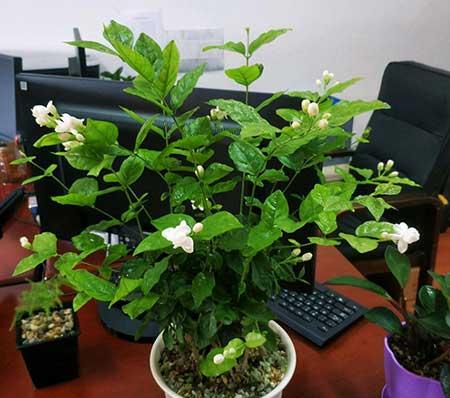 买到的花怎么养