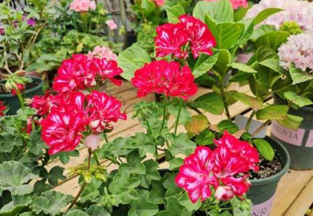 买到的花怎么养