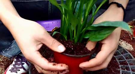 买到的花怎么养