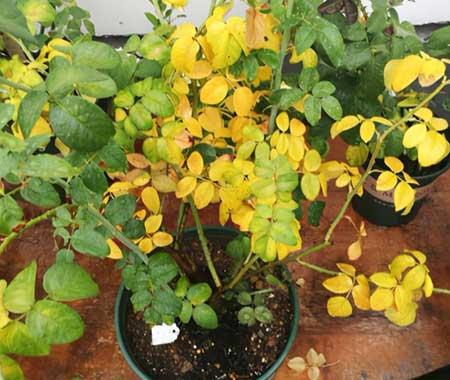 买到的花怎么养