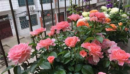 买到的花怎么养