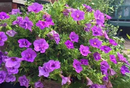 买到的花怎么养