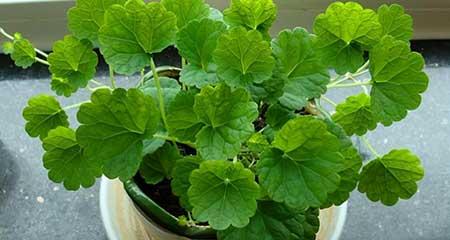 买到的花怎么养