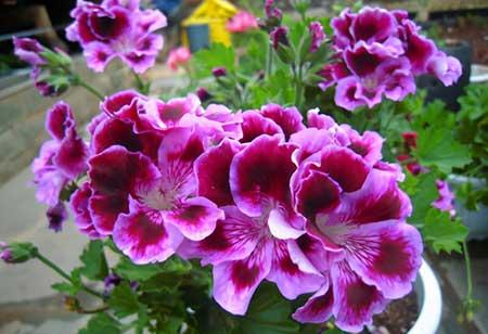 买到的花怎么养