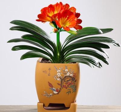 绿植租摆考核标准