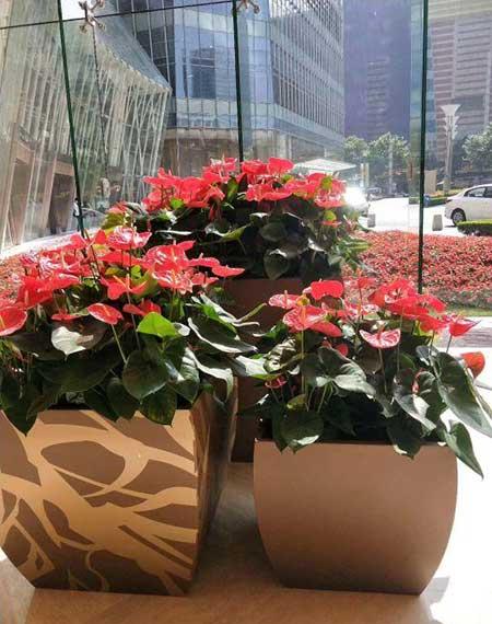 绿植租摆考核标准