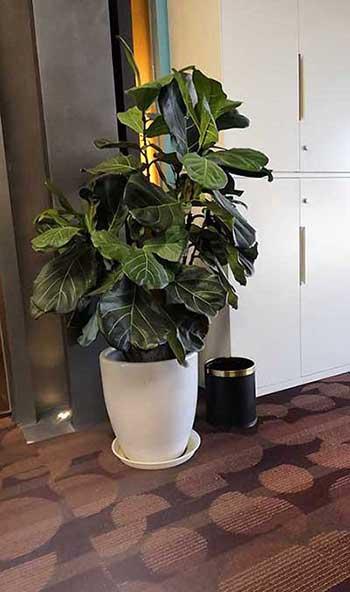 绿植租摆考核标准