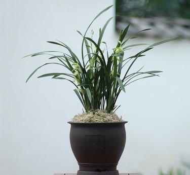 绿植租摆考核标准