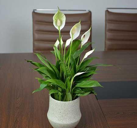 绿植租摆考核标准