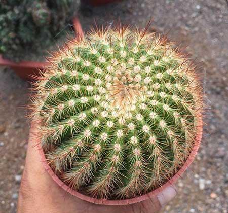 好养活的绿植盆栽