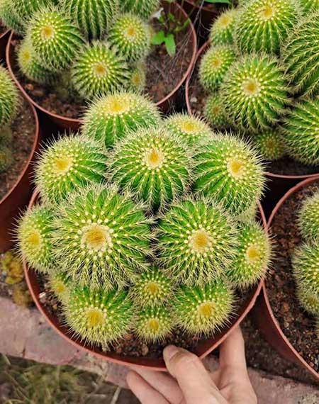 好养活的绿植盆栽