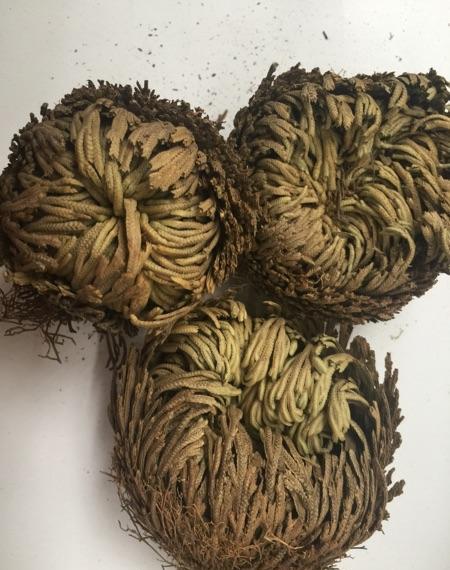 好养活的绿植盆栽