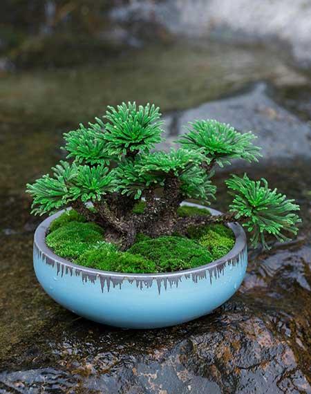 好养活的绿植盆栽
