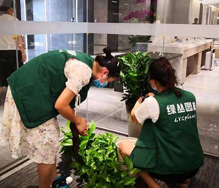 绿植租摆更换标准