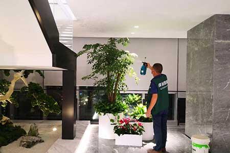 绿植租摆更换标准