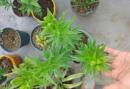 绿植租摆常用植物