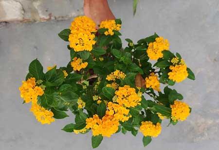 绿植租摆常用植物