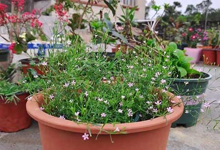 绿植租摆常用植物