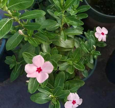 绿植租摆常用植物