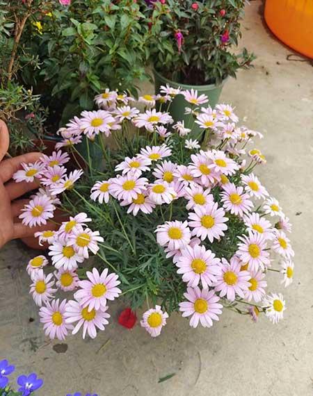 绿植租摆常用植物