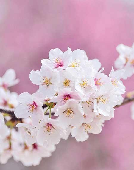 绿植怎么养不黄叶