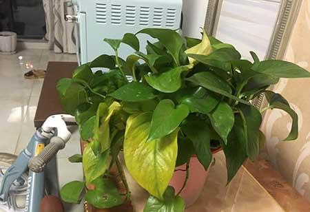 绿植怎么养不黄叶
