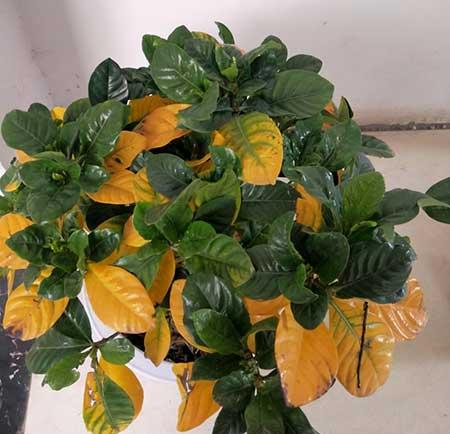 绿植怎么养不黄叶