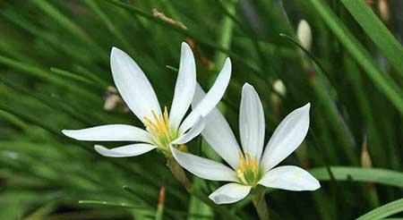 绿植怎么养不黄叶