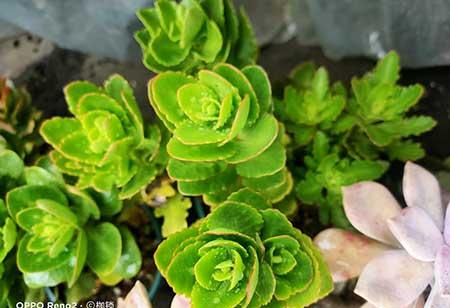 绿植怎么养不黄叶