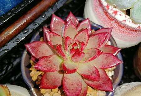 绿植怎么养不黄叶