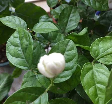 绿植怎么养不黄叶